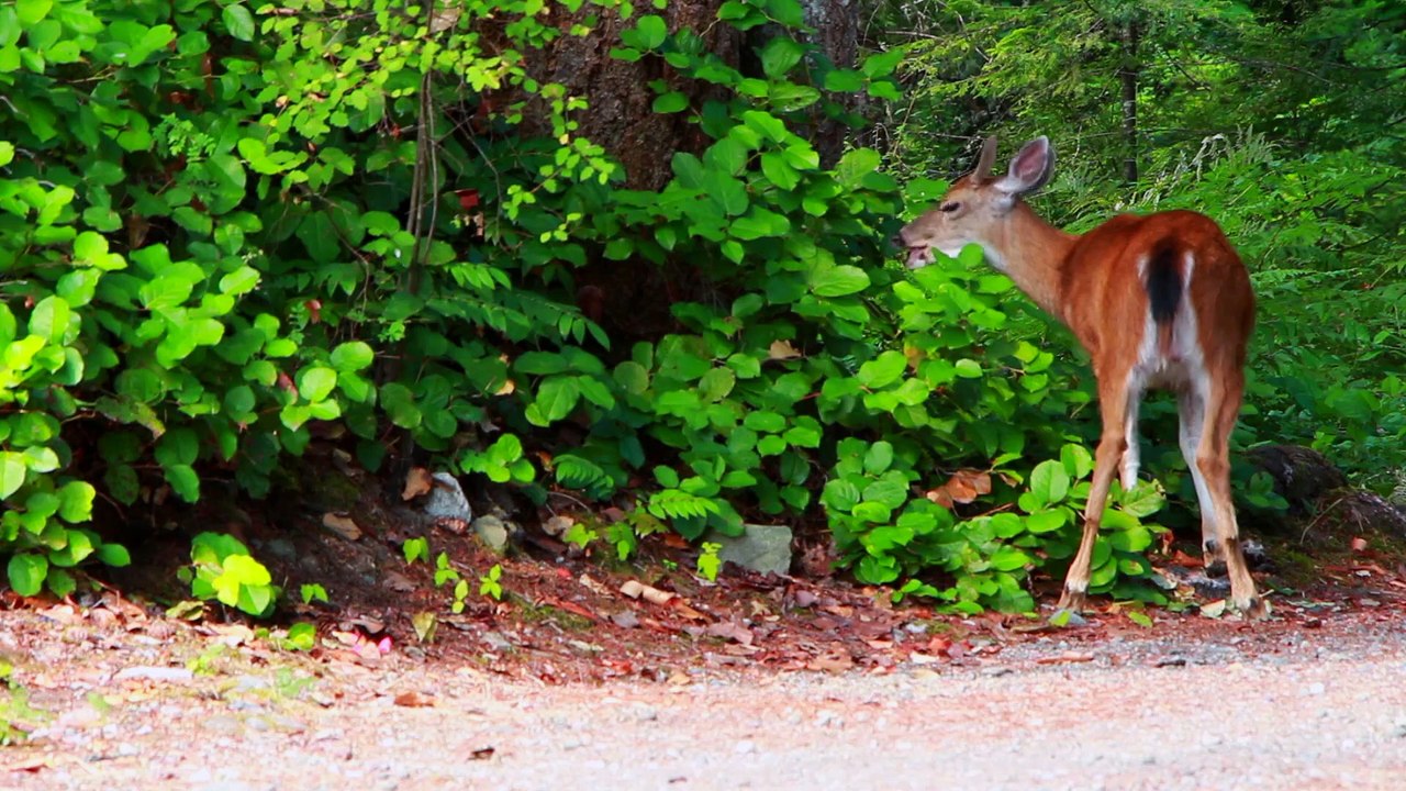 A deer in a jungle