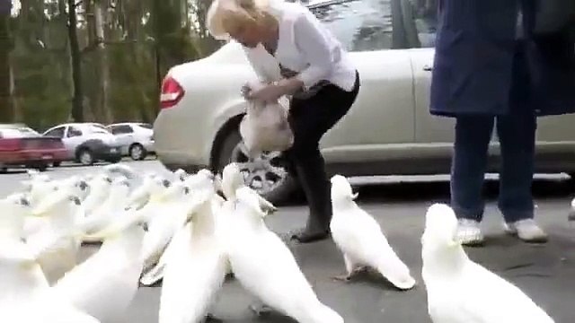 Feeding wild cockatoos.
