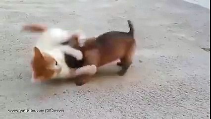 Beautiful Kitten and Puppy Playing Together