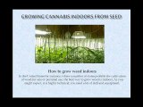 growing cannabis indoors from seed