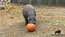 Halloween Pumpkin Treats at Brookfield Zoo