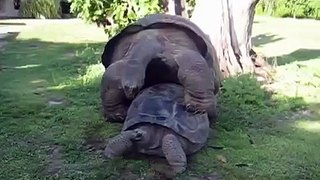 Giant tortoises enjoy