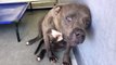 Pit Bull Rescued From Dog Fighting Shown Love For The Very First Time -
