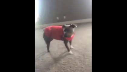 Un chien imite une petite fille