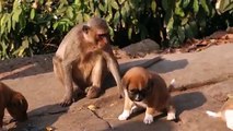 Khỉ và cún || Monkey and Puppies Meet || Awkward Best Friends