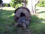 Las tortugas gigantes gozan
