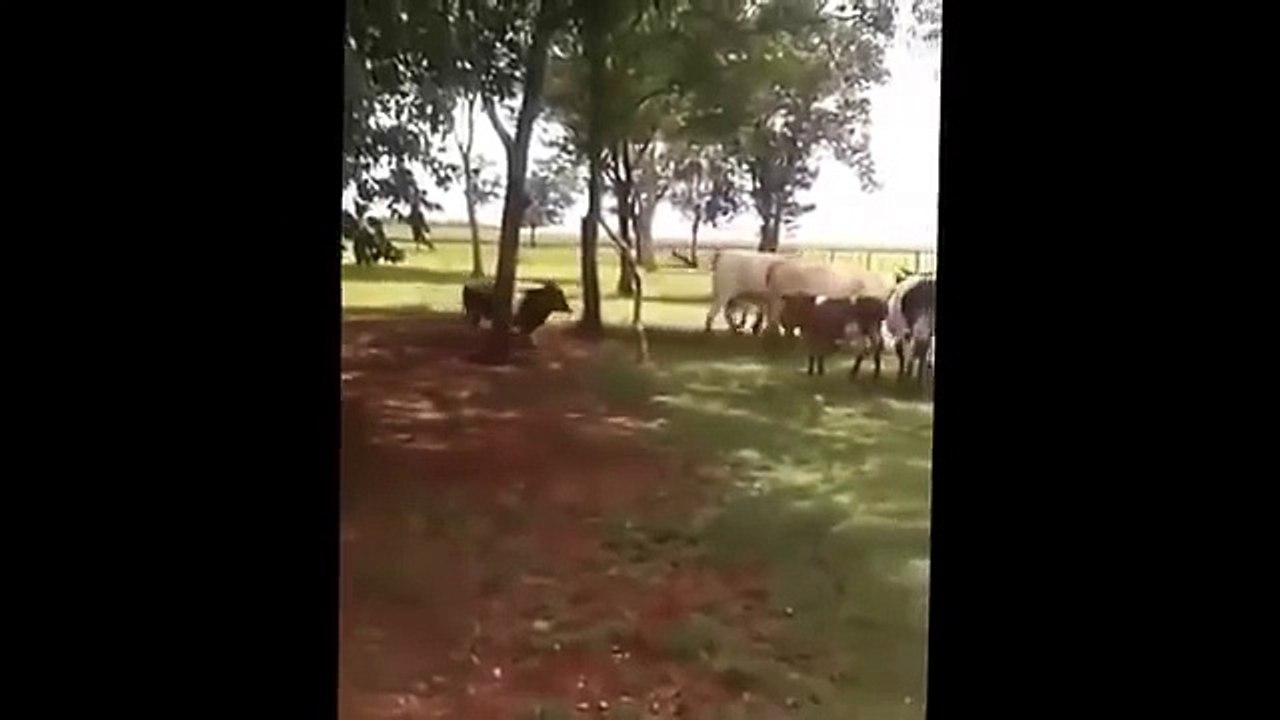 Goat anti-touro