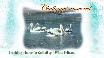 Happy Holidays from Brookfield Zoo!