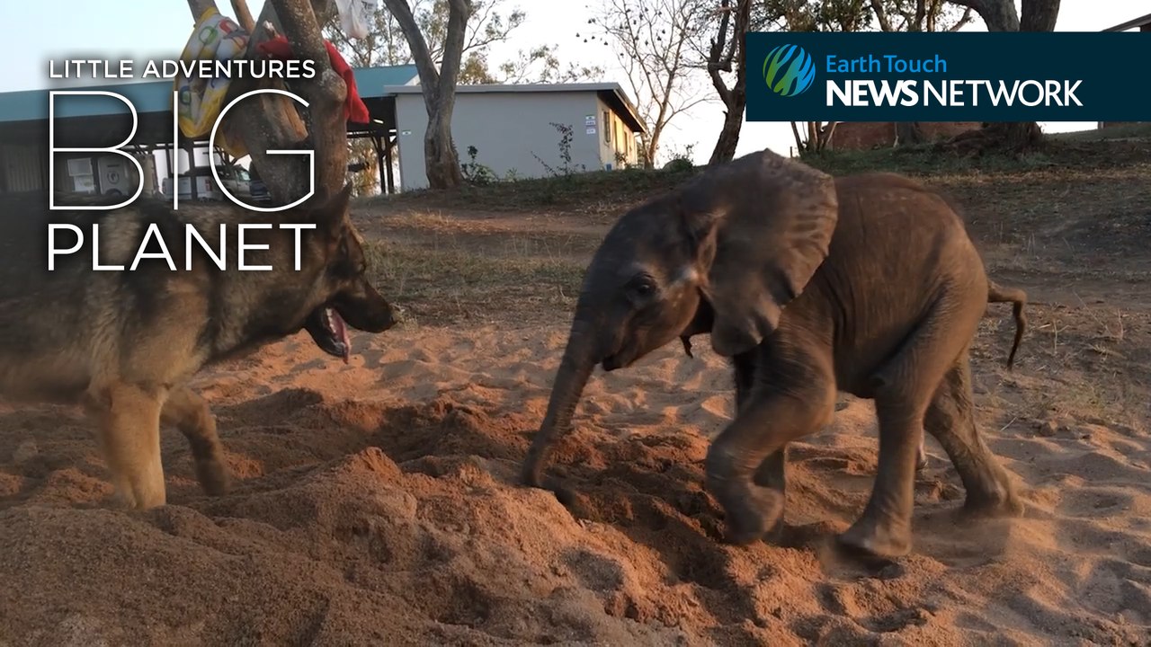 Rescued baby ellie beats the odds with the help of his canine companion