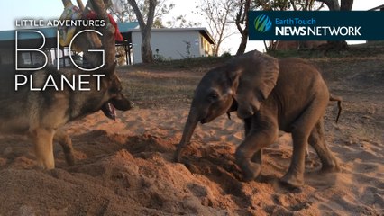 Rescued baby ellie beats the odds with the help of his canine companion