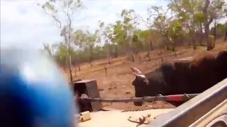 Como pegar os touros para reprodução na Austrália