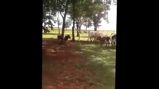 Козёл против быка