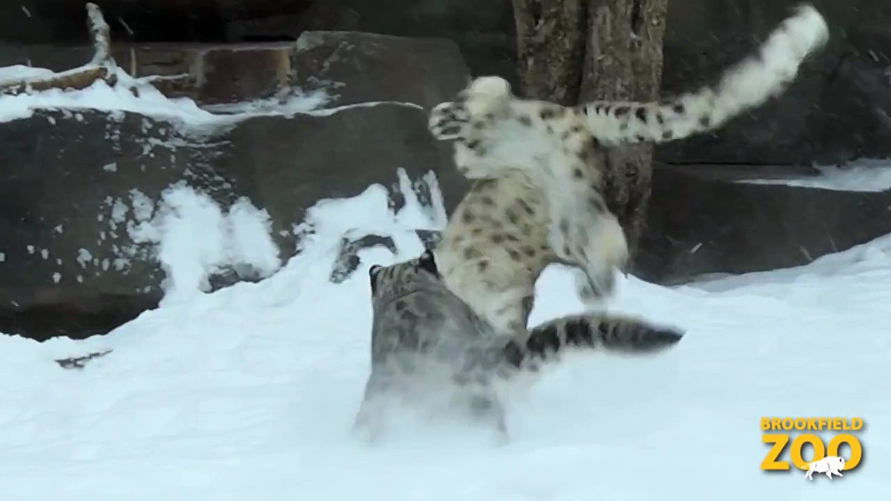 Snow Leopards Enjoying Winter!