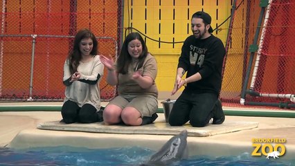 Pentatonix Visits Brookfield Zoo
