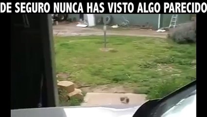 Un chien et une pie jouent ensemble.. Belle amitié