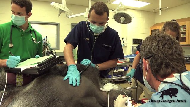 Dr. Mike's Video Blog Gorilla Wellness Exams