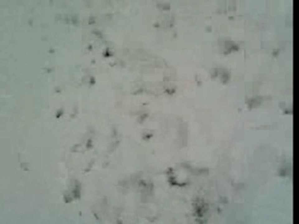 bandit ds la neige