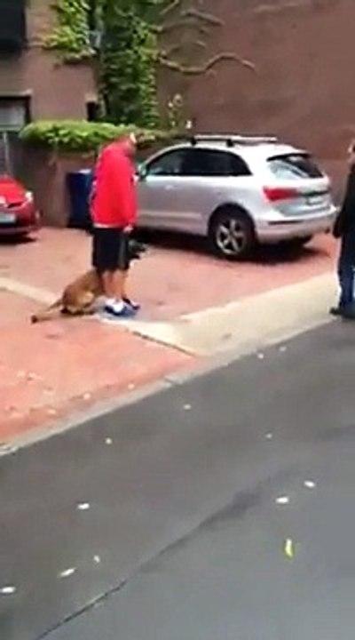 Le chien le mieux dressé du monde !