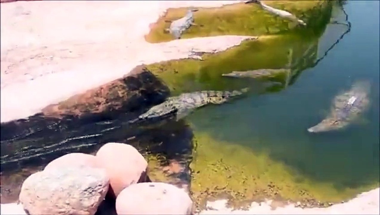 Ces crocodiles ont amusé les passants en faisant ca ... !