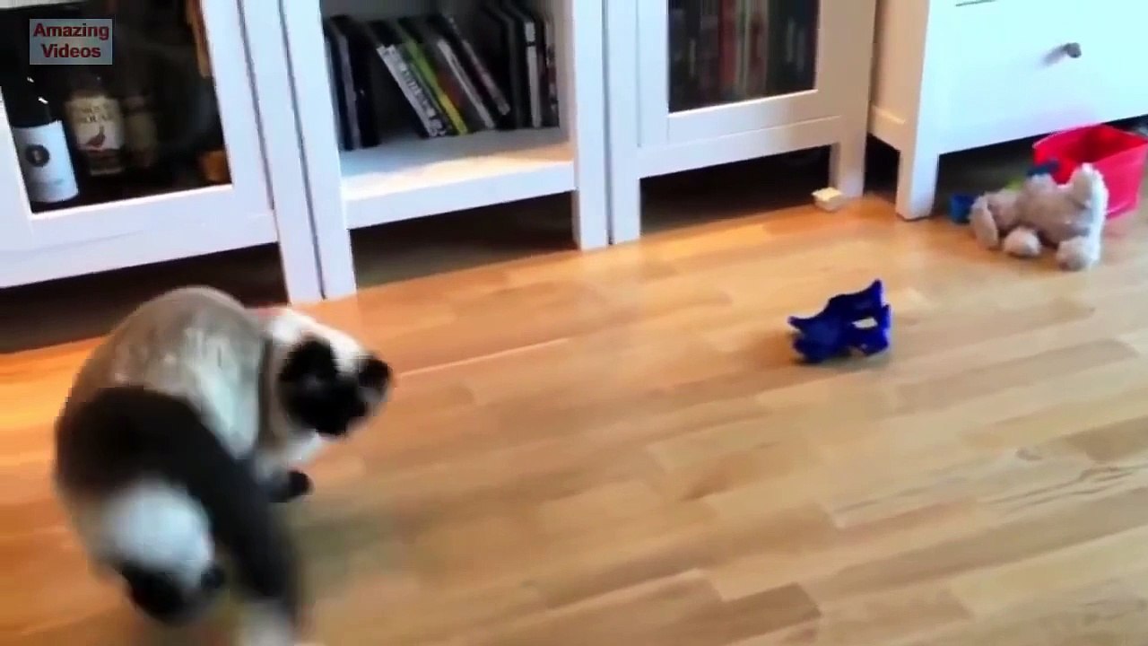 Funny Cat Jump Fail 2015