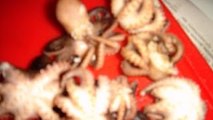 كمونية بالقرنيط الاخطبوط petit octopus كمونية (بومسيك) الاكلات التونسية cuisine tunisienne
