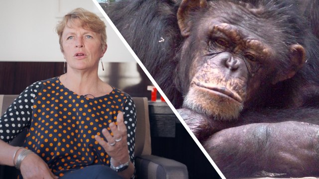 Interview : 3 raisons pour lesquelles nous devons sauver les primates