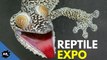 Reptile Expo 2015! Giant Geckos, Insects, Snakes, Tortoises! SnakeBytesTV