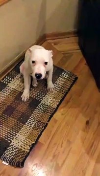 Dog Smiles For The Camera Say cheese