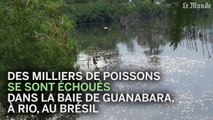 Des milliers de poissons échouent sur les rivages de Rio