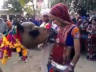 Whatsapp videos funny camel
