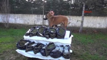 Bursa Narkotik Köpeği Alfa 17 Kilo Esrar Yakaladı