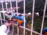 Amazing Parrots while feeding