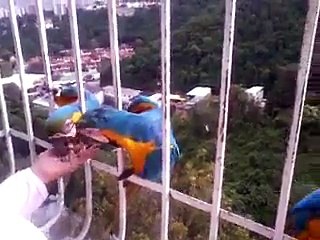 Amazing Parrots while feeding