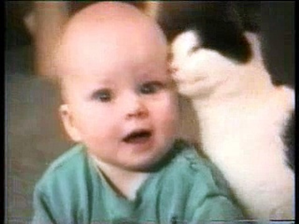 funny_cats