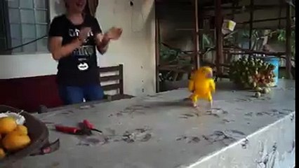 Amazing dancing parrot you ever seen