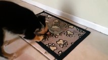 Puppy Has An Adorable 1st Experience Drinking Cold Water
