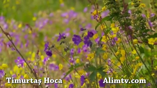 Hırsızın Hiç mi suçu yok? - Timurtaş Hoca