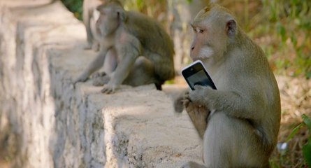 Pourquoi les singes volent-ils des objets ?