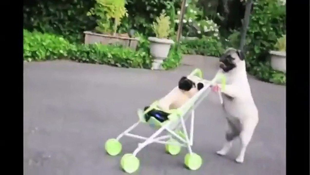 Pug Puppy Pushes Baby Stroller!!! - Funny Videos at Fully :)(: Silly
