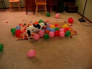 DOG vs. BALLOONS II, This Time It's Personal - Funny Dog Videos