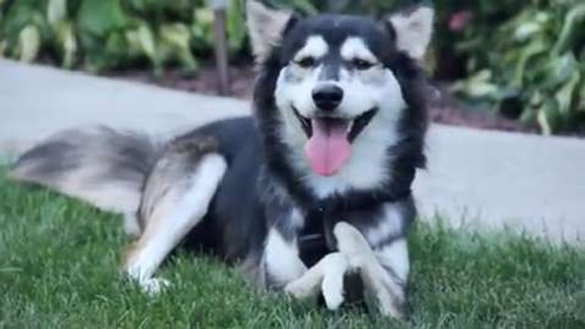 Derby the dog- Running on 3D Printed Prosthetics