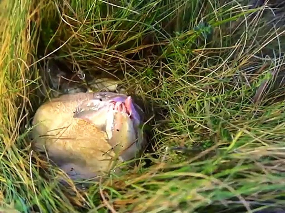 Devils Fingers Or Octopus Fungus Emerging Is The Creepiest Thing Ever
