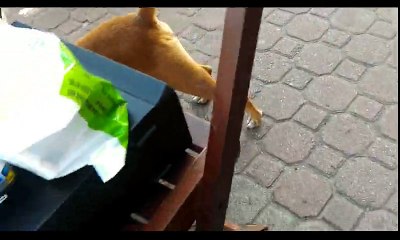 Cachorro doido que morde o proprio rabo !!!! muito loco