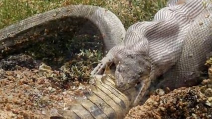 Big Snake attack Crocodile Big Snake attacks Python