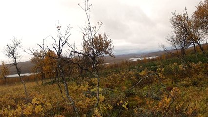 chasse laponie lagopèdes