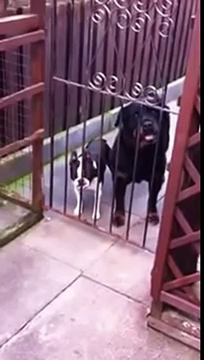 Dad says “Hello” to his dog. The family can’t stop laughing at the dog’s response.