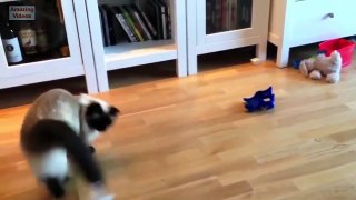 Funny Cats Jump Fail - Part 1