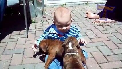 Akd Funny babies annoying dogs - Cute dog & baby