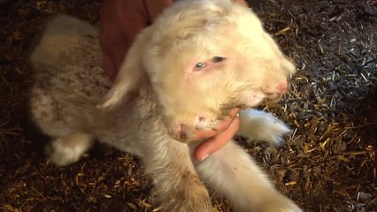 Two-Headed Lamb Born on Palestinian Farm Full of Life