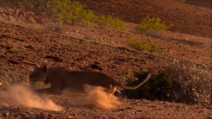 Zürafayı Avlamak İsteyen Aslanın Dramı..